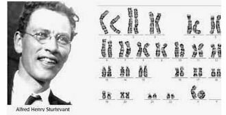 Sturtevant crea el primer mapa genético