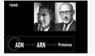 Los genes codifican las proteínas (enzimas).