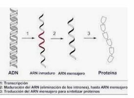 Se descubre el (ARN mensajero