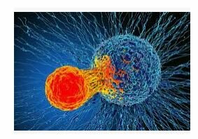 Empiezan a identificar genes que causan enfermedades concretas.