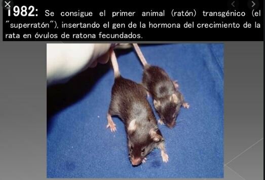 Se consigue el primer animal (ratón) transgénico
