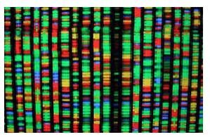 Se completó la secuencia del Genoma Humano.