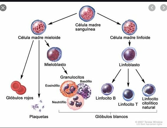 Primer reporte del uso de la terapia genética contra la leucemia