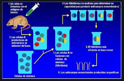 Primera terapia con anticuerpos monoclonales aprobada