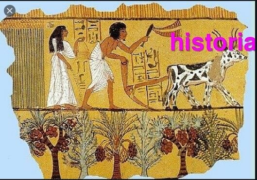 - "samana" y "mehru"- Enfermedades infecciosas de plantas