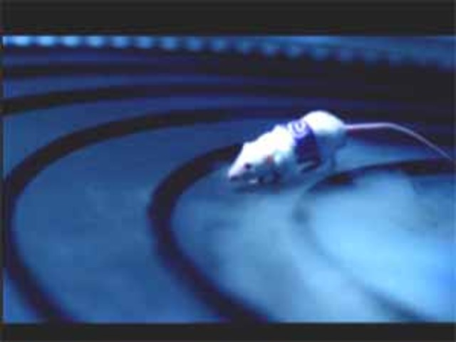 Charlie beats Algernon at a race