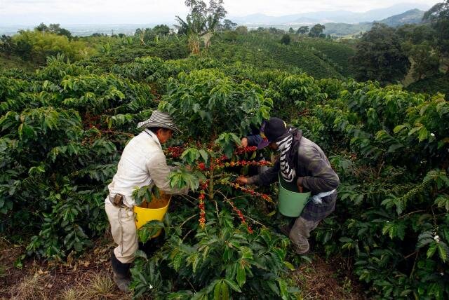Bonanza cafetera y mercado de drogas