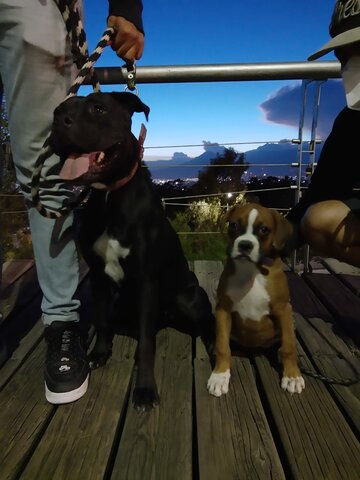 PERDIDA DE UNA PERRITA DE MI HERMANA