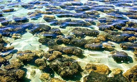 FIRST MOST COMPLEX LIFE FORMS 9:07