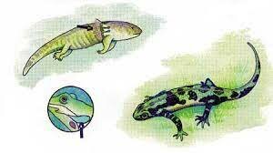 Amphibian age: 22:13