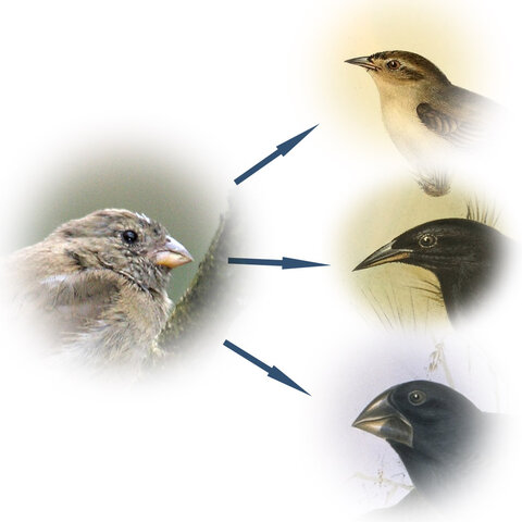 The Galapagos Finches Jan 4, 1837