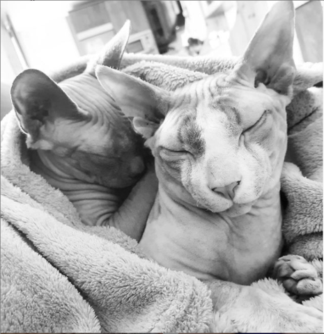 Llegada De Los Gatos A Mi Vida