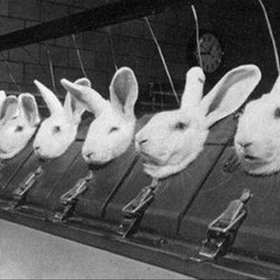 Timeline: Experimentación con animales