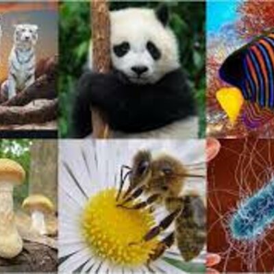 Timeline: Clasificación de los seres vivos en el tiempo