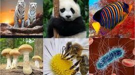 Timeline: Clasificación de los seres vivos en el tiempo