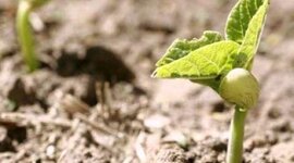 Timeline: Germinación de la semilla