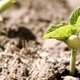 Germinación de frijol. por пак ир сук. youtube