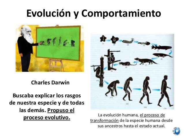 ETAPA CUATRO (4) DIGITAL - EVULUCION