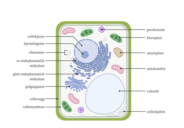 Planteceller ble oppdaget