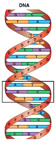 DNA