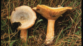 Timeline: Bioteknologi