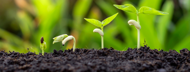 Fremmed DNA i planter