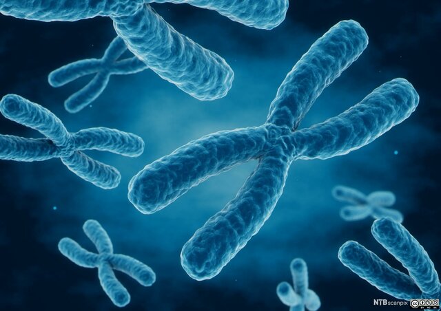 Menneskets antall i kromosom