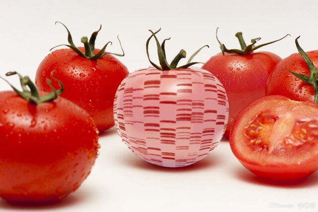 Nå kan man kjøpe genmodifisert mat