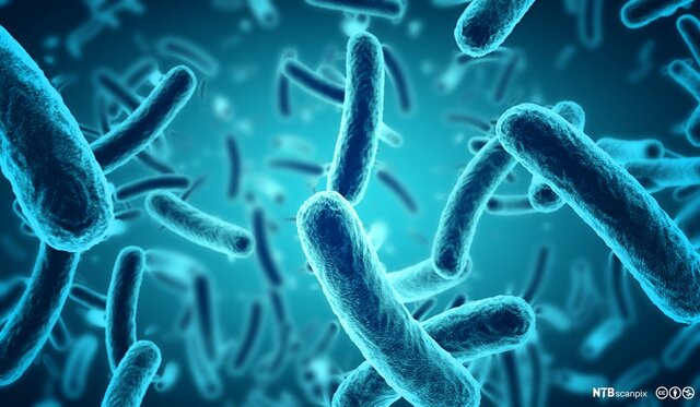 Bakterier blir skildret og sædceller blir oppdaget