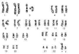 Oppdagar at menneske har 46 kromosom.