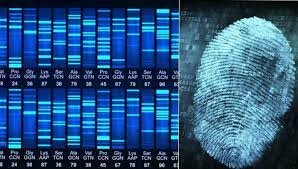 Første dom på grunn av genetisk fingeravtrykk