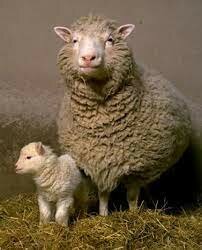 Første klona pattedyret.