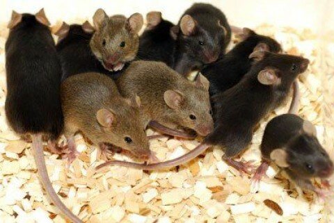 Dyrking av sædceller fra stamceller fra mus