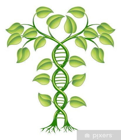Fremmed DNA settes inn i planter