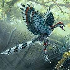 Age of the birds: 23:39