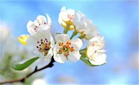 1st angiosperms: 23:22