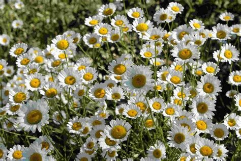 FIRST5 ANGIOSPERMS 23:22