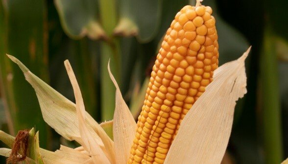 Comercialización de híbridos de maíz