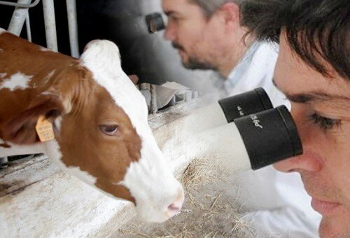 Primera vaca transgénica