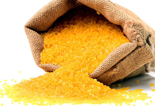 Desarrollo del arroz dorado