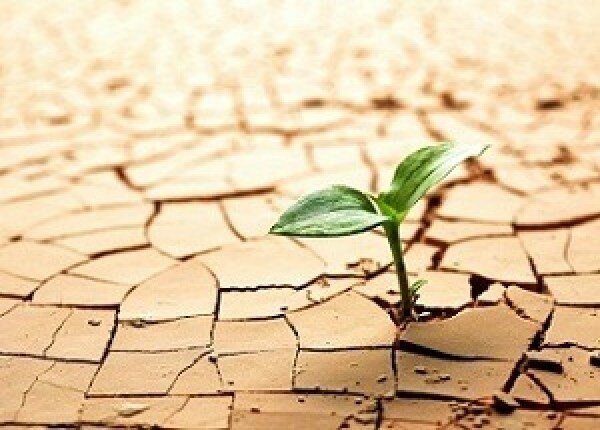 Se patenta un gen relacionado con el estrés hídrico