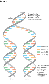DNA