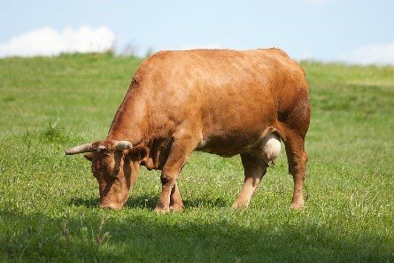 Primer animal genéticamente modificado en Argentina