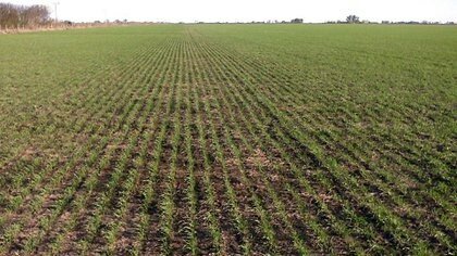 Crecen las hectáreas cultivadas con transgénicos