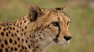 Primera clonación de un animal extinto en Argentina