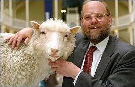Kloning av sau