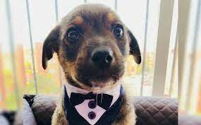 ADOPTE A MI PRIMER PERRITO