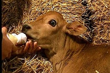 Vacas Pampa y Pampita