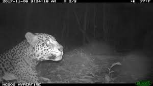 Cámara trampa con flash