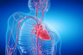 Anatomía del corazón